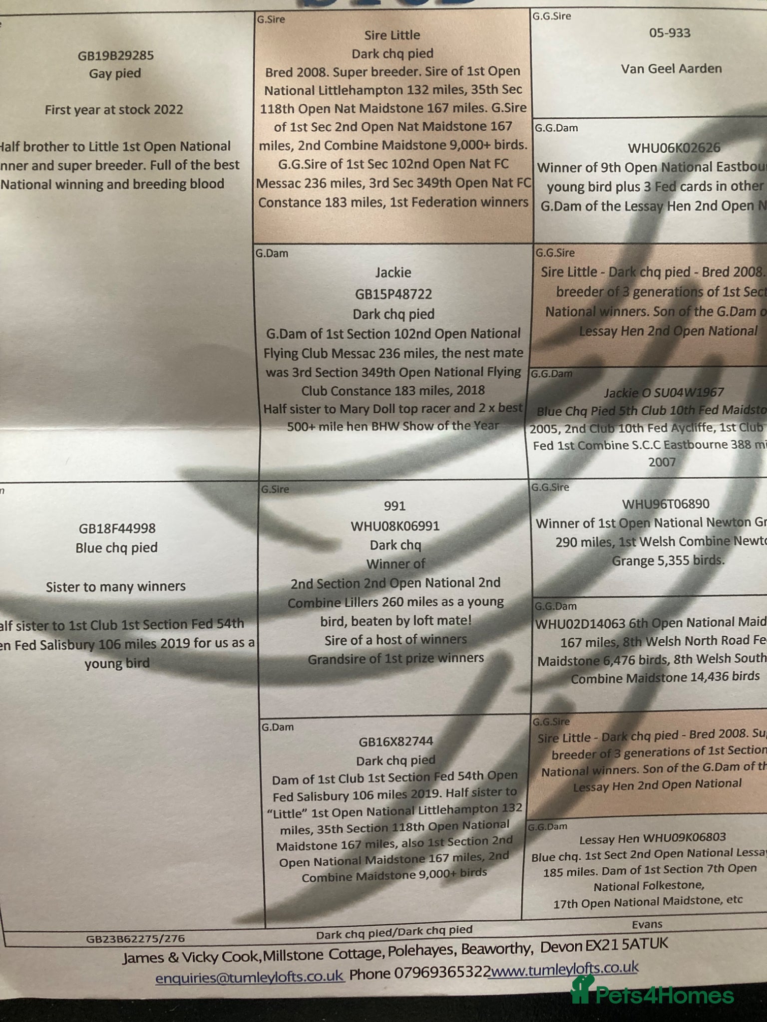 Pigeons birds dani Evan young bird - Advert 2