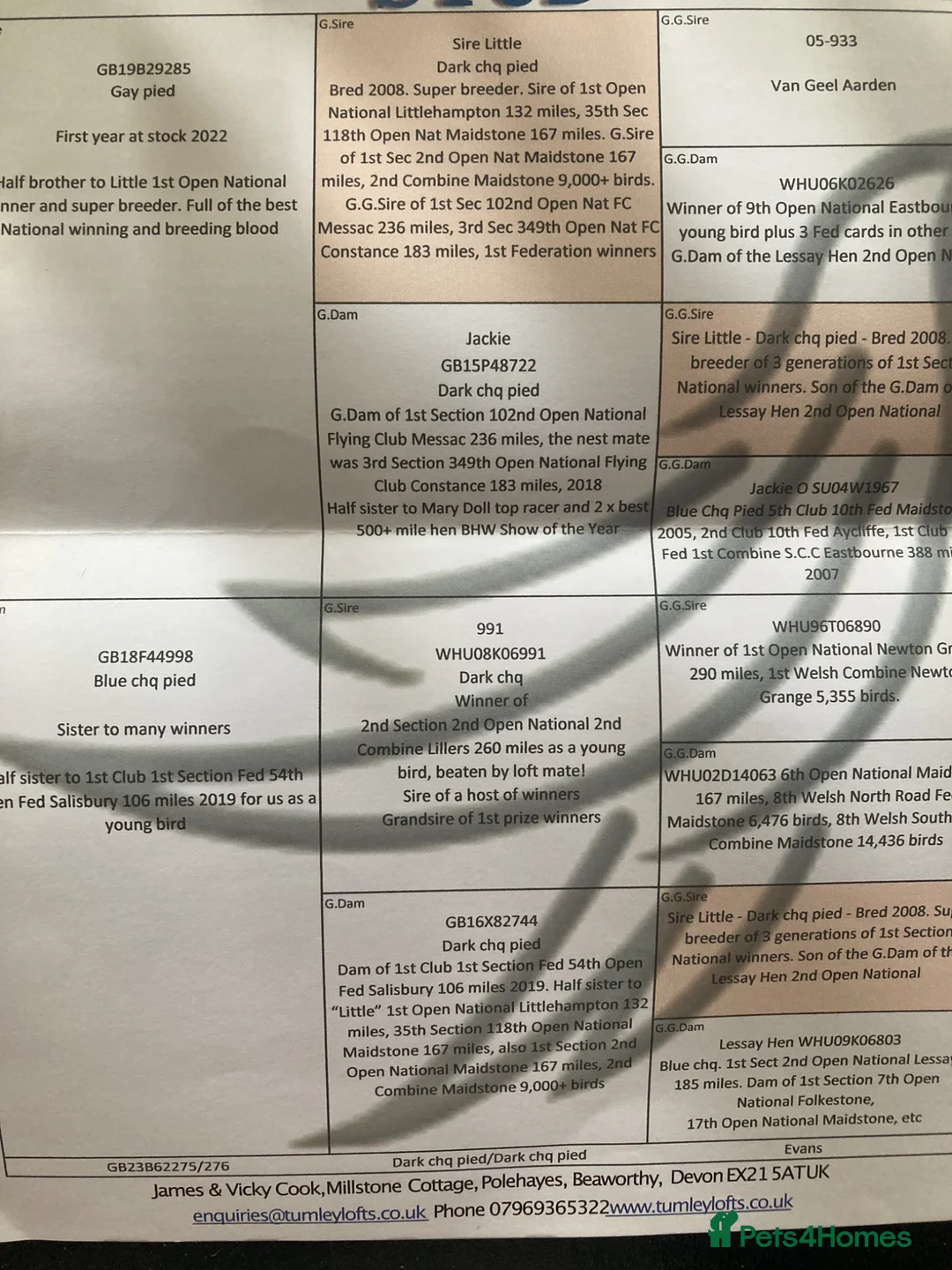 Pigeons birds for sale: Two dani Evan young birds  - Advert 5