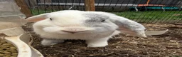 Mini Lop rabbits for sale: 2 Male Mini Lops  - Advert 4