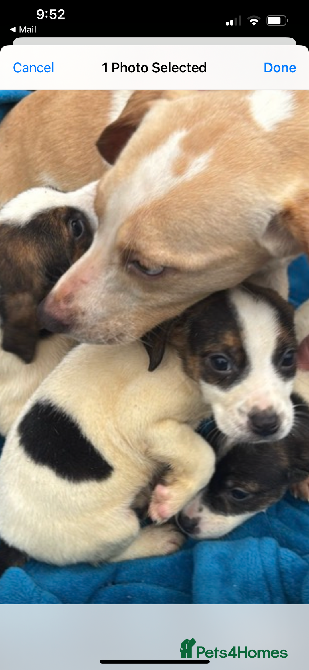 Beagle dogs for sale: Beagle boy puppy  - Advert 10