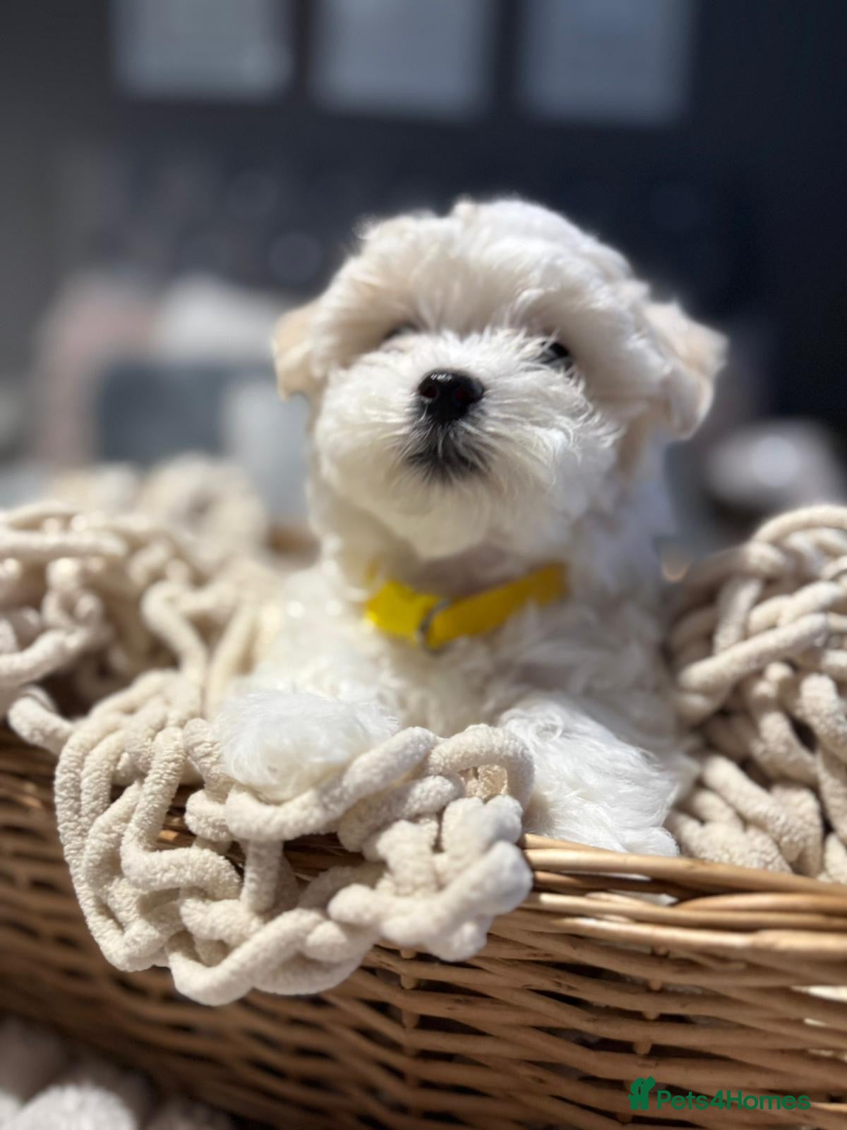 Maltese dogs 🩷 Microchipped & vaccinated Gorgeous Maltese 🩷 - Advert 1