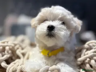 Maltese dogs 🩷 Microchipped & vaccinated Gorgeous Maltese 🩷 - Advert 1