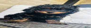 Cockapoo 3