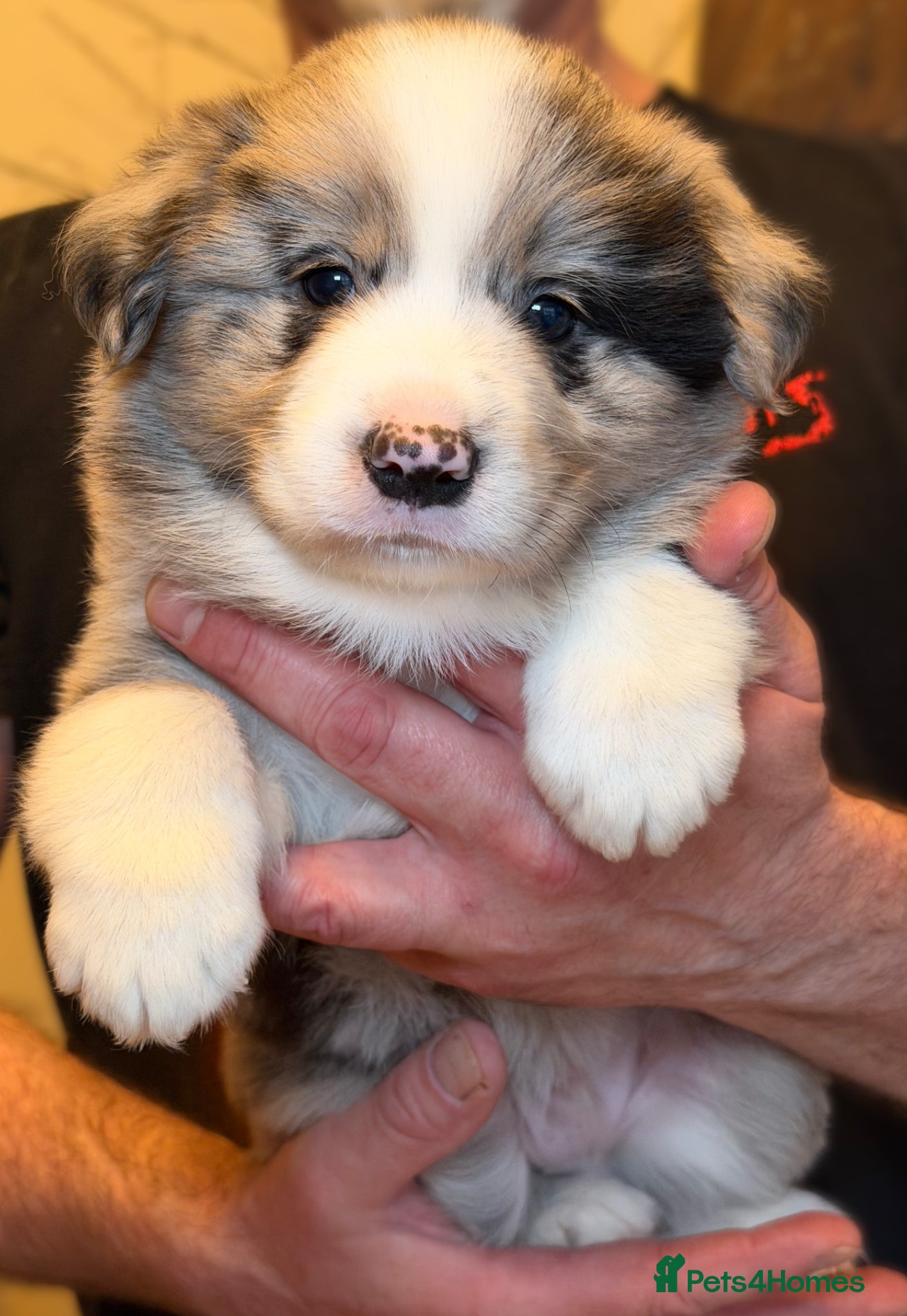 Border Collie dogs gorgous Champon Line Blue Merle Puppy boy - Advert 18