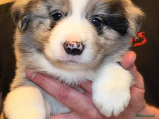 Border Collie dogs gorgous Champon Line Blue Merle Puppy boy - Advert 18