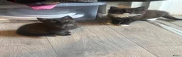 Mixed Breed cats for sale: Kittens - Advert 8