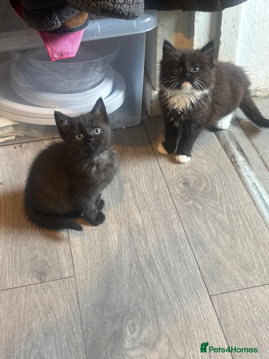 Mixed Breed cats for sale: Kittens - Advert 8