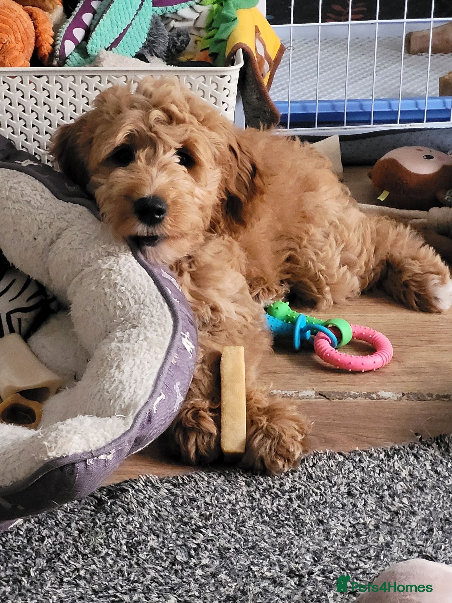 Mini Goldendoodle dogs Pretty Goldendoodle female f1  - Advert 2