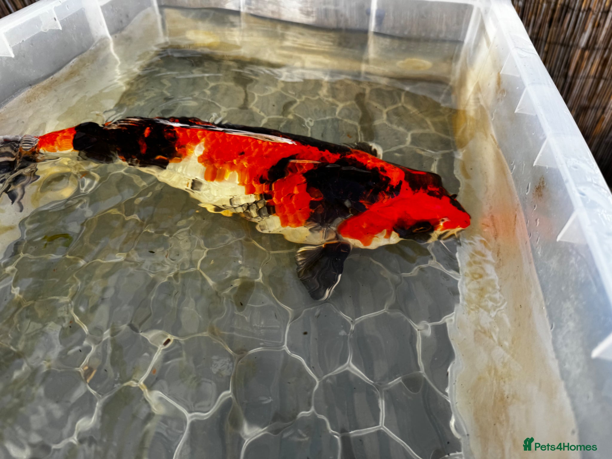 Koi Carp fish 3 x Large Koi for sale  - Advert 1