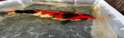 Koi Carp fish for sale: 3 x Large Koi for sale  in Chatham - Advert 1