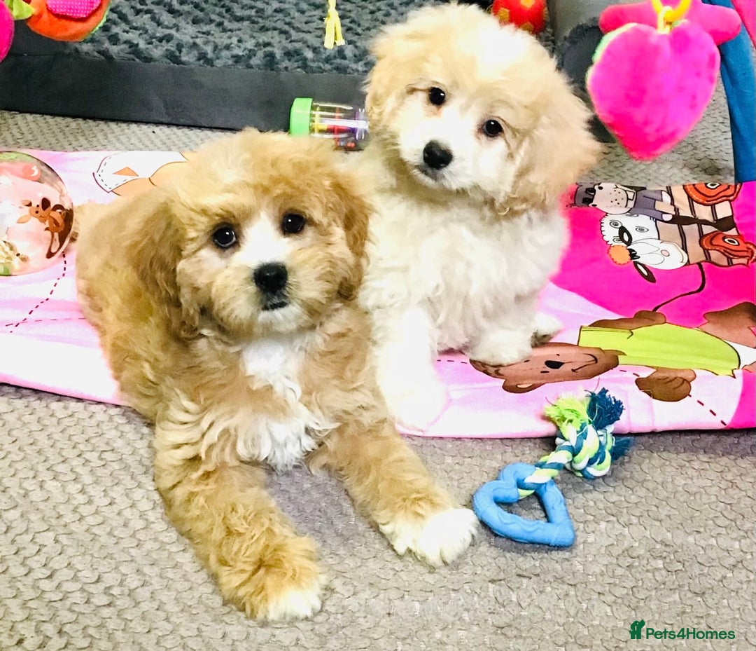 Cavapoo dogs for sale: 🩷F1b CAVAPOO GIRLS~ READY FOR NEW HOMES 🩷 - Image 11
