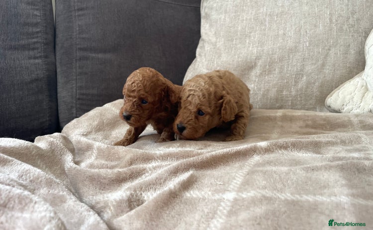 Cockapoo dogs - Advert 14