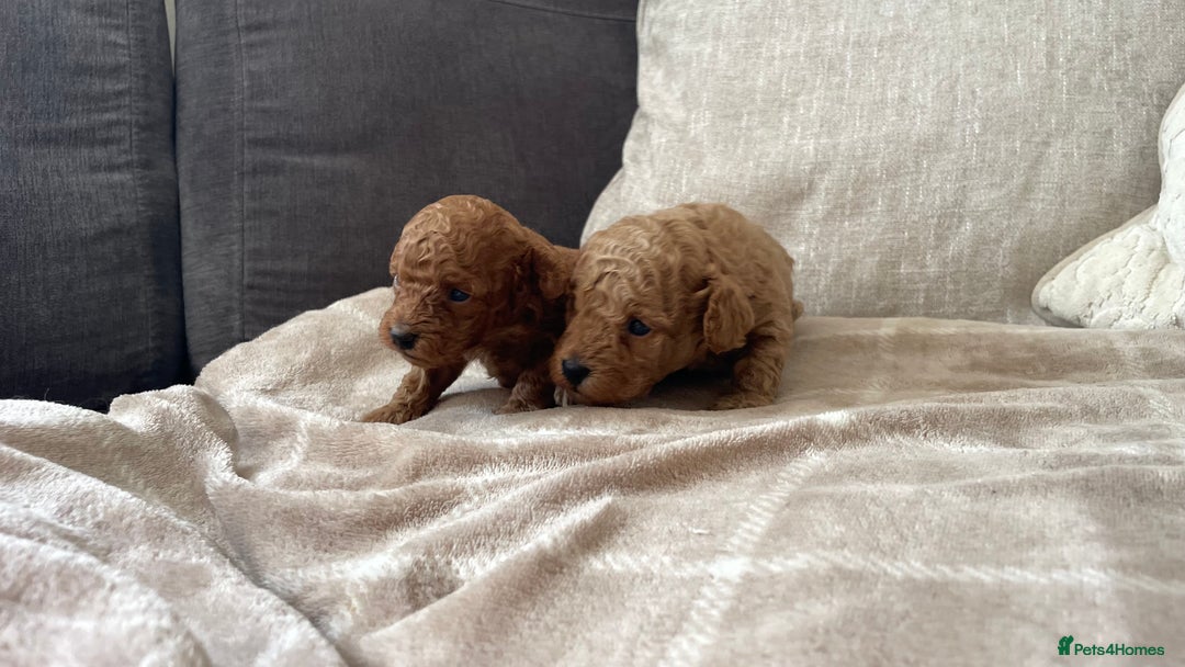 Cockapoo dogs for sale: Tiny cockapoo puppy’s  - Image 1