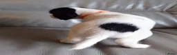 English Springer Spaniel dogs for sale: 7 x English Springer Spaniel puppies for sale - Advert 10