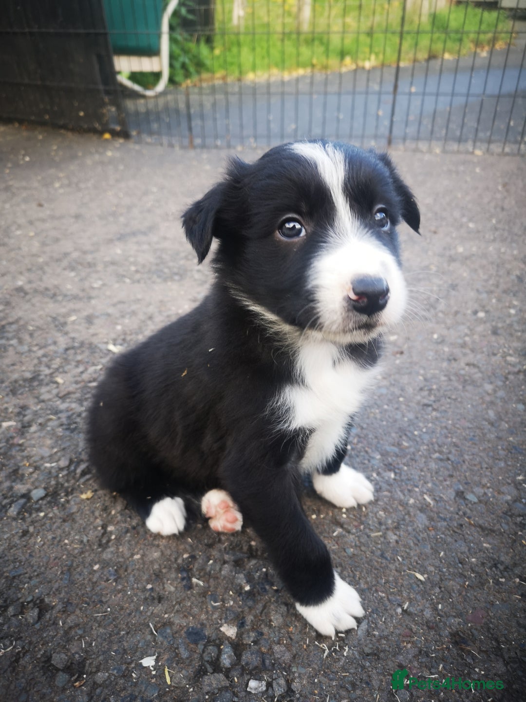 Border Collie dogs for sale: Beautiful Fluffy Collie Puppies  - Image 40