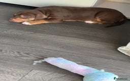 Mixed Breed dogs for sale: Second generation Female bull lurcher  - Image 10