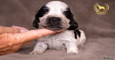 Cocker Spaniel dogs - Advert 1