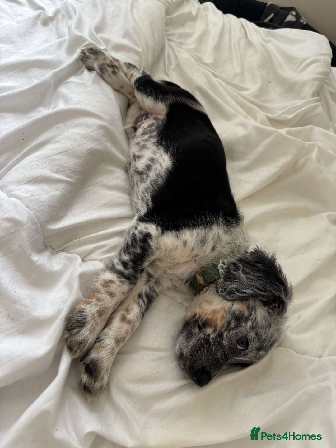 Sprollie dogs for sale: Male 9 week old sprollie  - Image 3