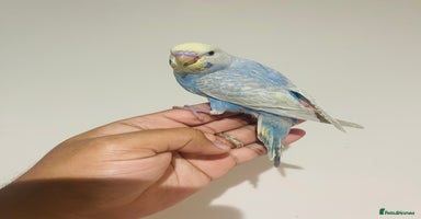 Budgerigars birds - Advert 12