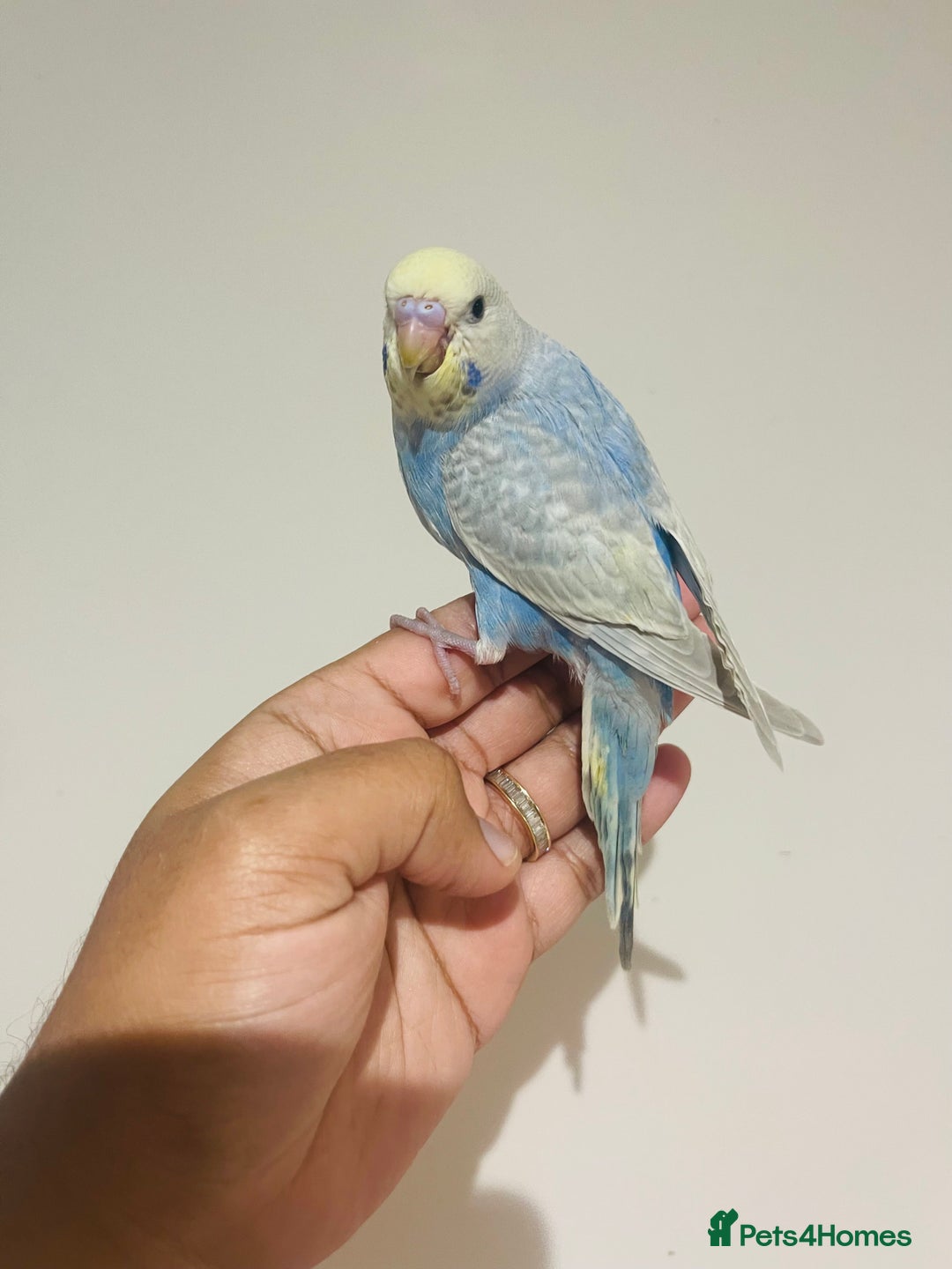 Budgerigars birds for sale: Hand reared budgies for sale  - Advert 3