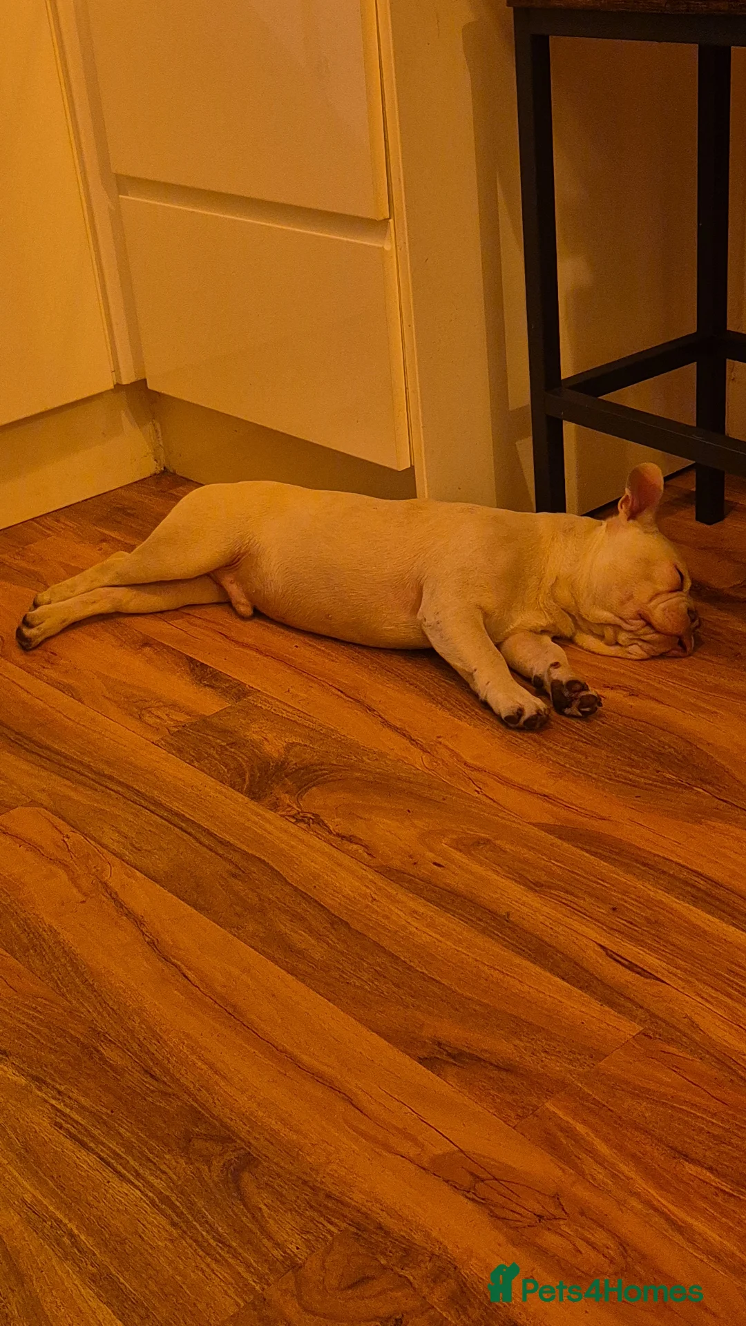 French Bulldog dogs for sale: 2 male frenchies - last 2 of a litter - Advert 3