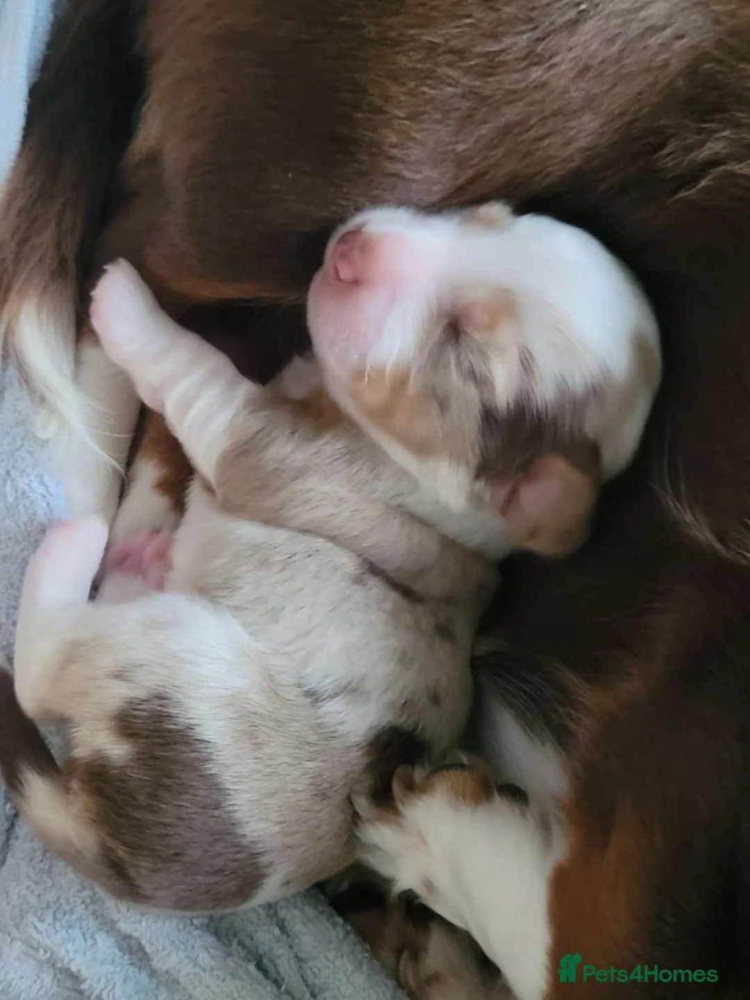 Miniature Dachshund dogs for sale: Long hair isabell dapple piebald - Advert 2