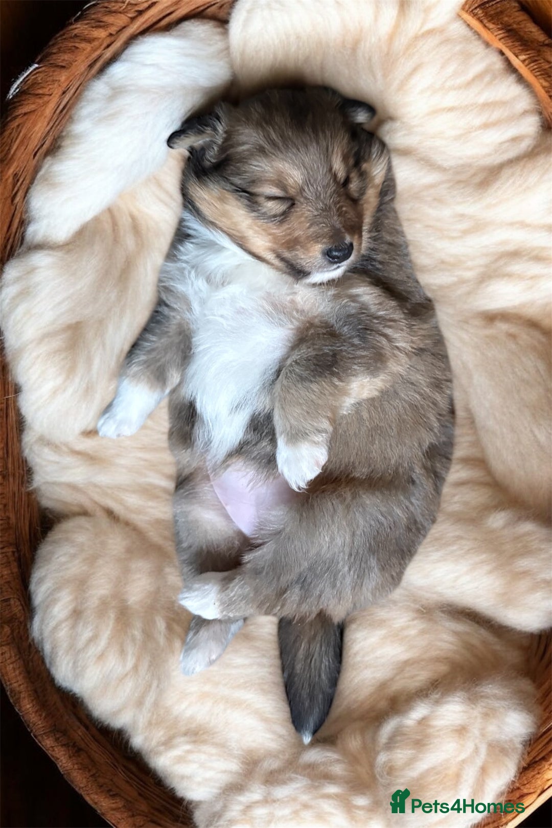 Shetland Sheepdog dogs for sale: Shetland sheepdog puppy looking for forever home - Advert 7