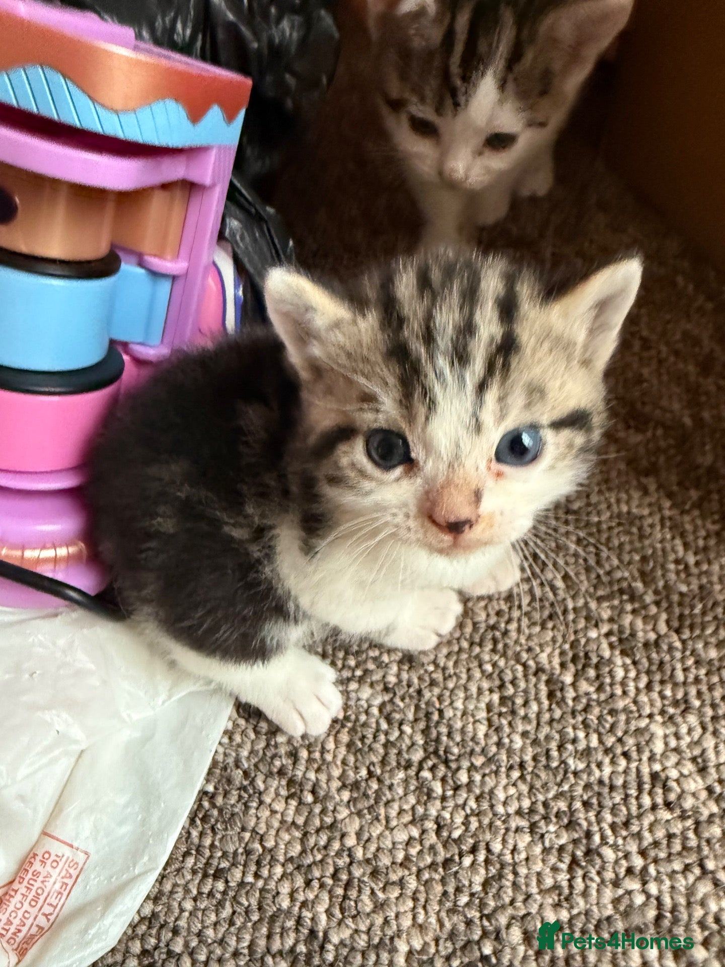 Mixed Breed cats Adorable mixed Kittens  - Advert 2