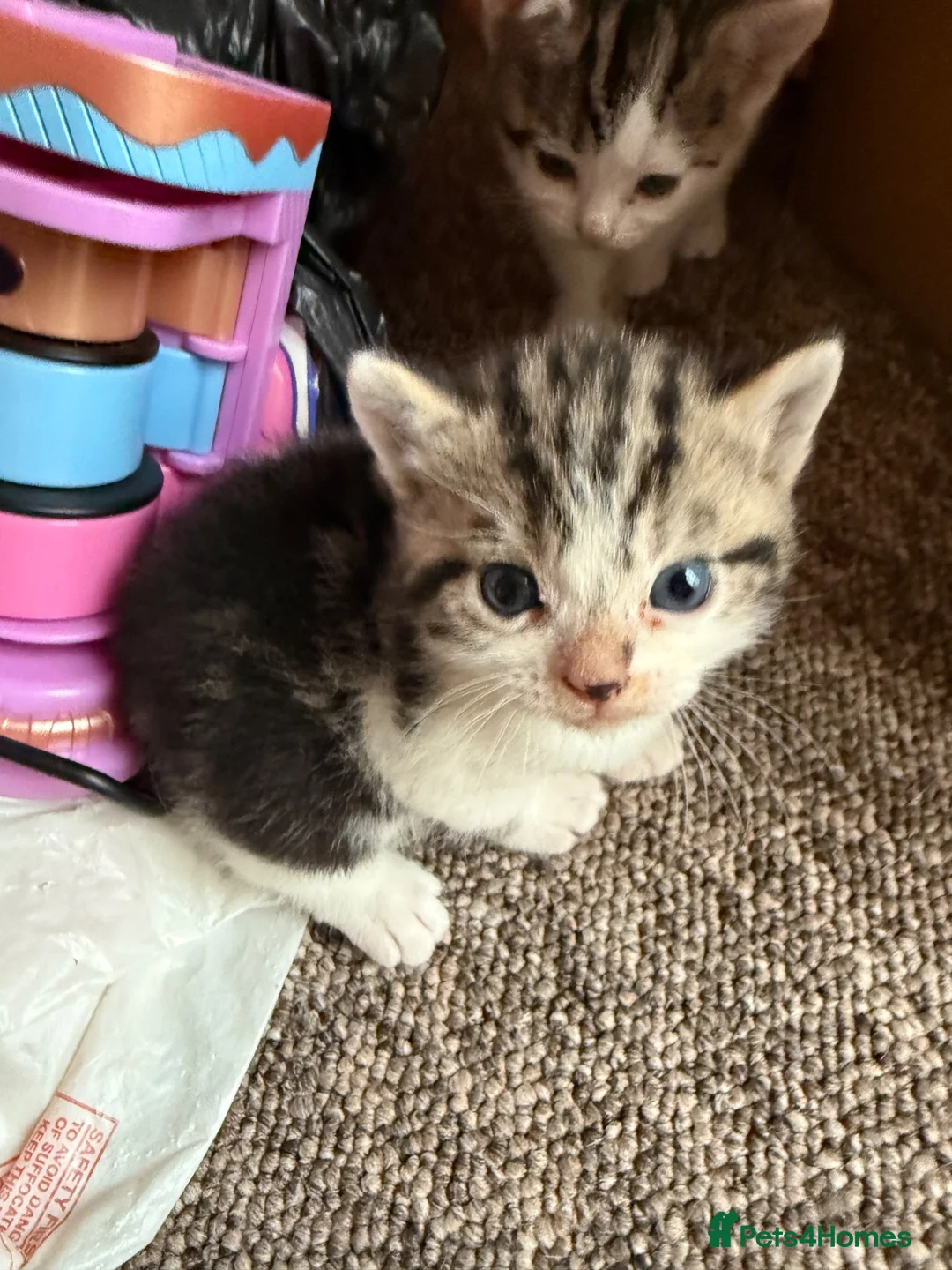 Mixed Breed cats for sale: Adorable mixed Kittens  - Advert 2