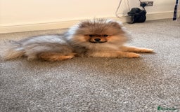 Pomeranian dogs for stud: 🐾 Handsome Pomeranian Stud – Meet Ice 🧊 - Image 5