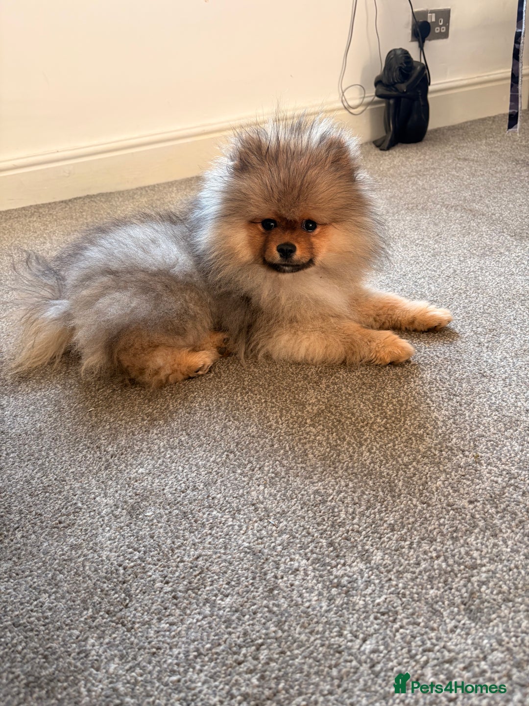 Pomeranian dogs for stud: 🐾 Handsome Pomeranian Stud – Meet Ice 🧊 - Image 5