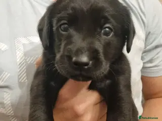 Labrador Retriever dogs BEAUTIFUL PUPPIES FROM FULLY HEALTHTESTED PARENTS - Advert 12