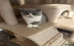 British Shorthair cats for sale: Adorable baby cats - Advert 4