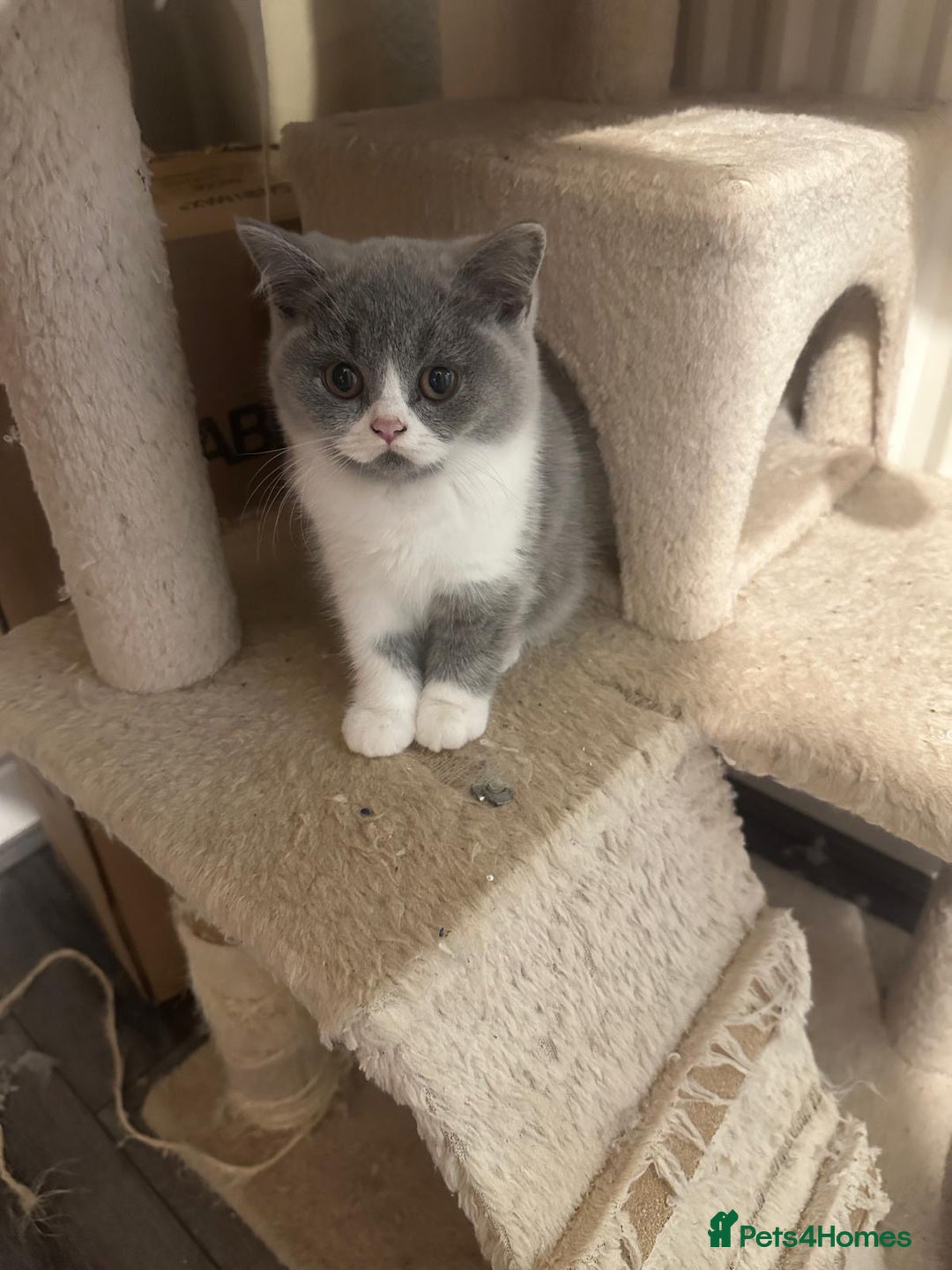 British Shorthair cats for sale: Adorable baby cats - Advert 4