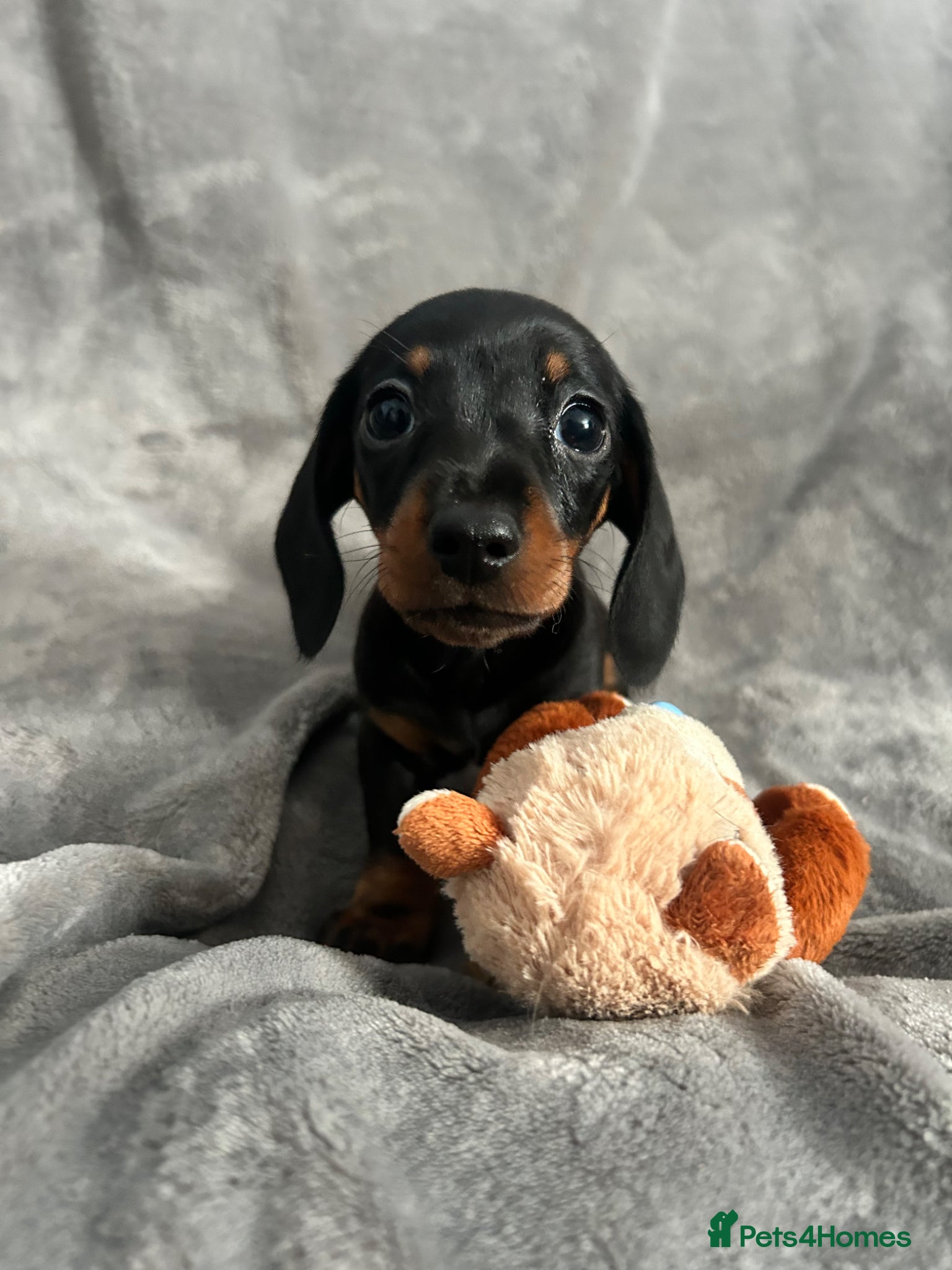 Miniature Dachshund dogs KC reg dapple and solid mini dachshunds ready now - Advert 10