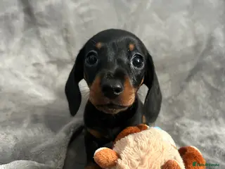 Miniature Dachshund dogs KC reg dapple and solid mini dachshunds ready now - Advert 10