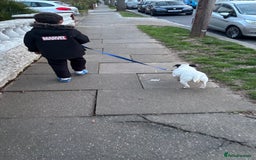 Mixed Breed dogs for sale: Eddie  - Advert 18