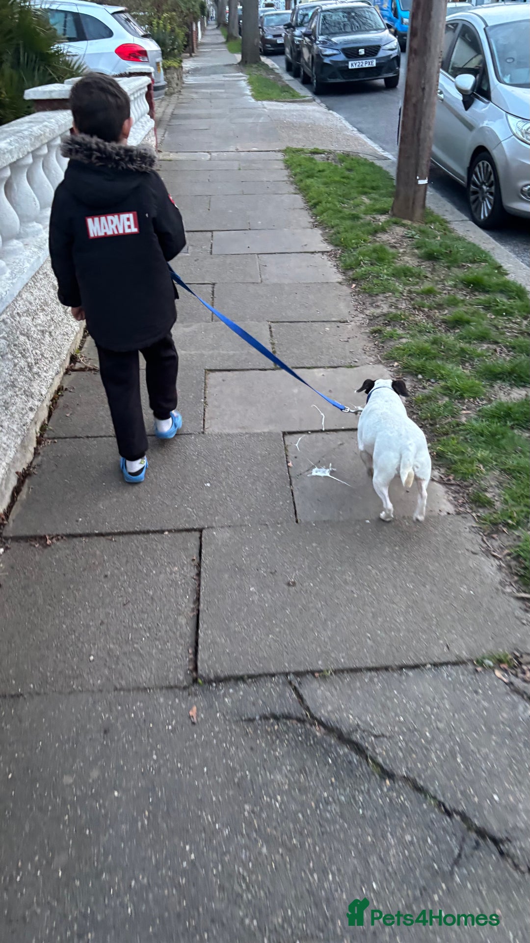 Mixed Breed dogs for sale: Eddie  - Advert 18