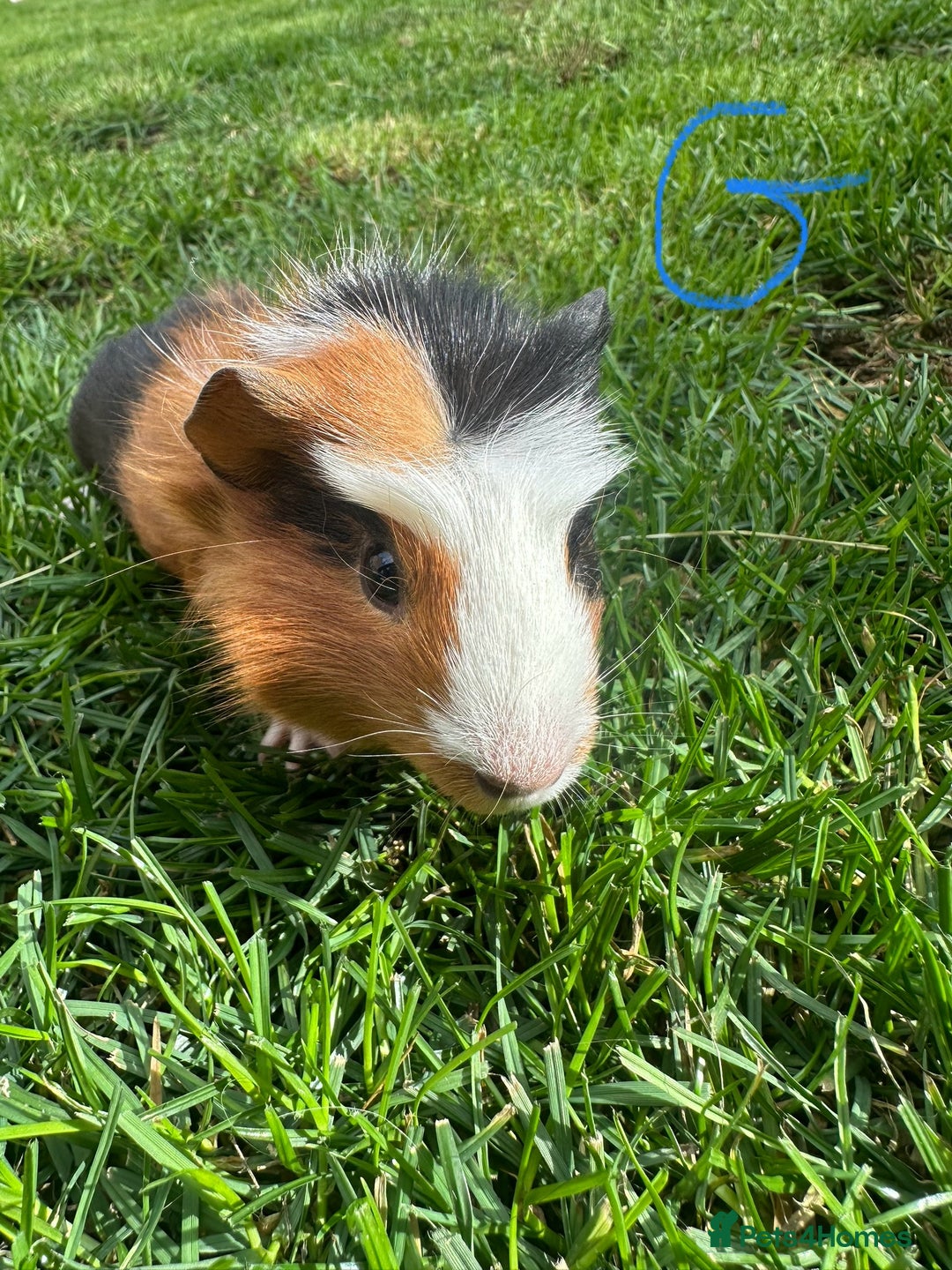 Guinea Pig rodents for sale: Female and male guinea pigs  - Image 2