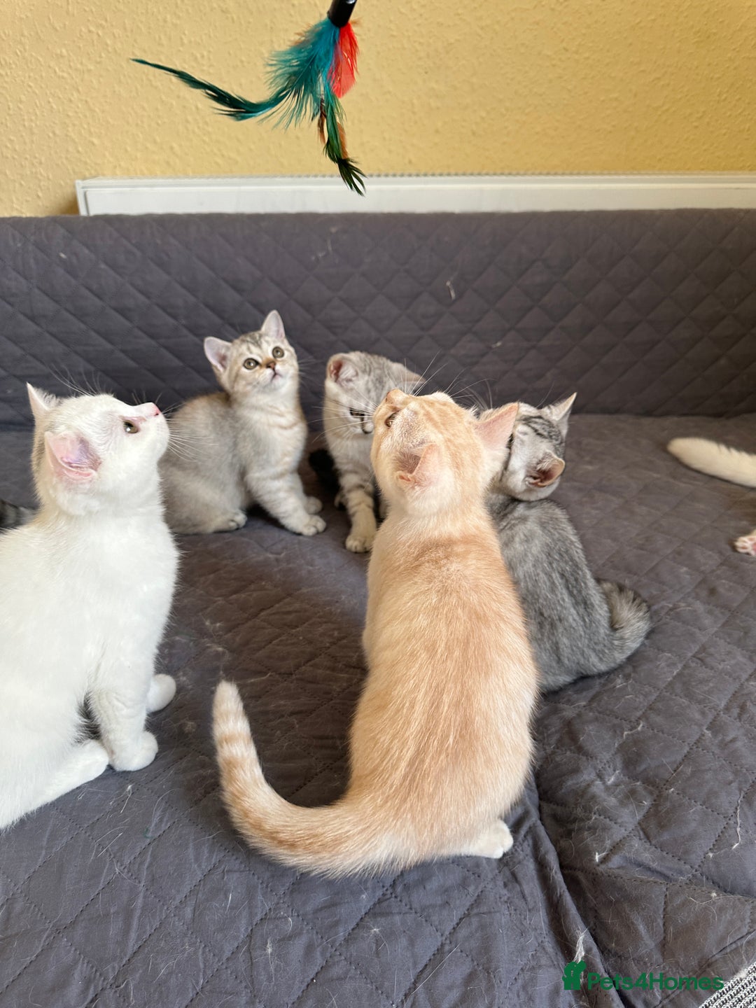 British Shorthair cats for sale: 5 Stunning British Shorthair - Image 24