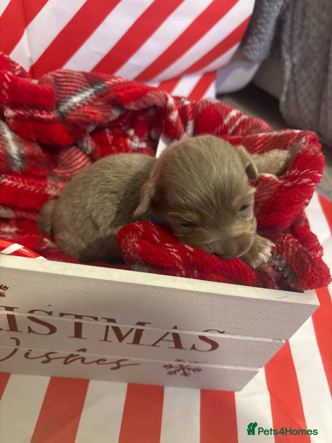 Chiweenie dogs for sale: Cheweenie - Image 26