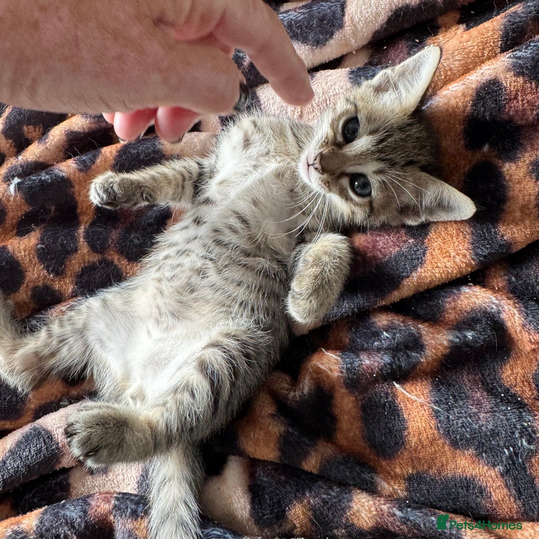 Oriental cats for sale: Gorgeous Oriental Kitten - 1 boy remaining  - Image 16