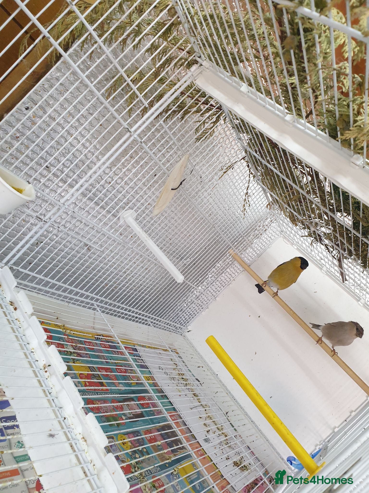 Finches birds Siberian bolfinch  - Advert 2