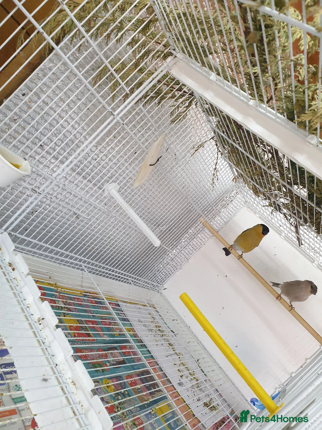 Finches birds for sale: Siberian bolfinch  - Advert 1