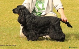 Cocker Spaniel dogs for sale: Show quality pups available  - Image 19