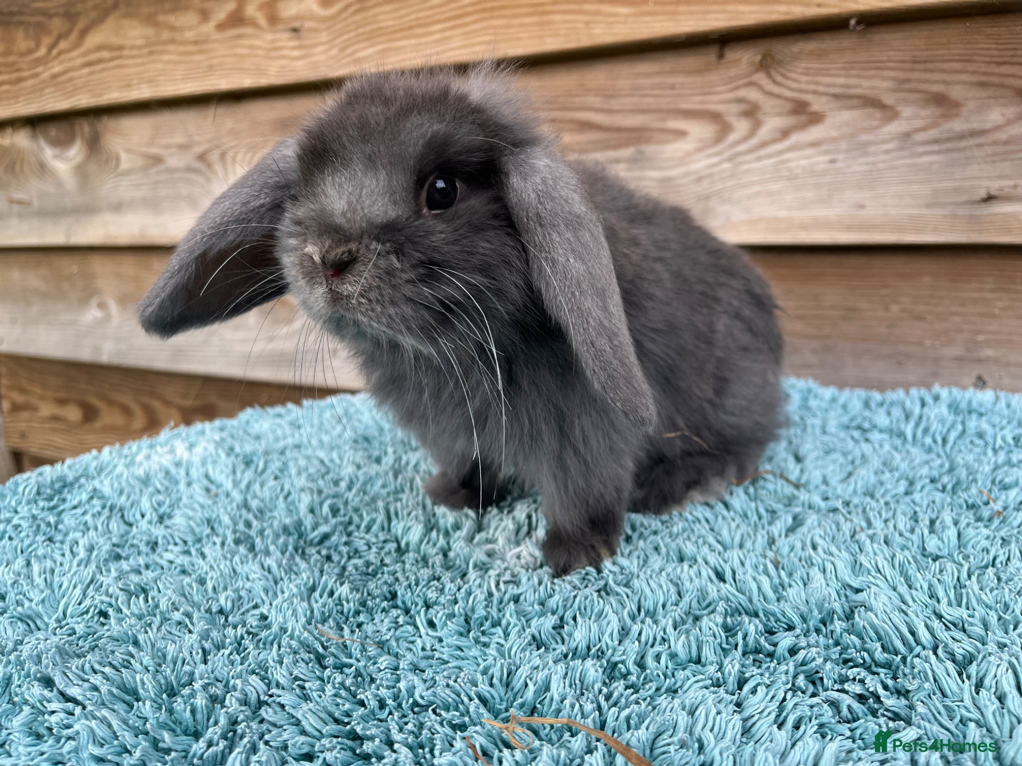 Mini Lop rabbits for sale: Gorgeous pure Mini lops  - Advert 12