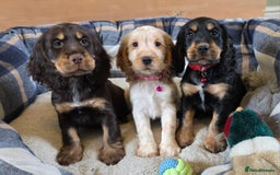 Cocker Spaniel dogs for sale: Show Type Cocker Spaniels - Image 1