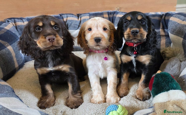 Cocker Spaniel dogs - Advert 2