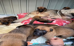 Belgian Shepherd Dog dogs for sale: Belgian Malinois puppy’s  - Image 8