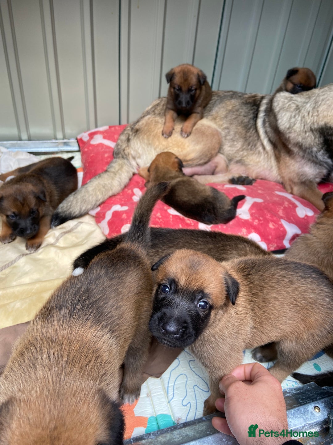 Belgian Shepherd Dog dogs for sale: Belgian Malinois puppy’s  - Image 8